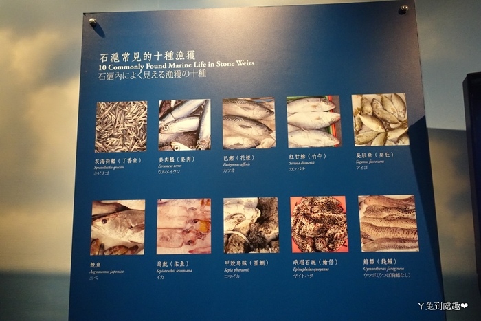 石滬常見的十種漁獲