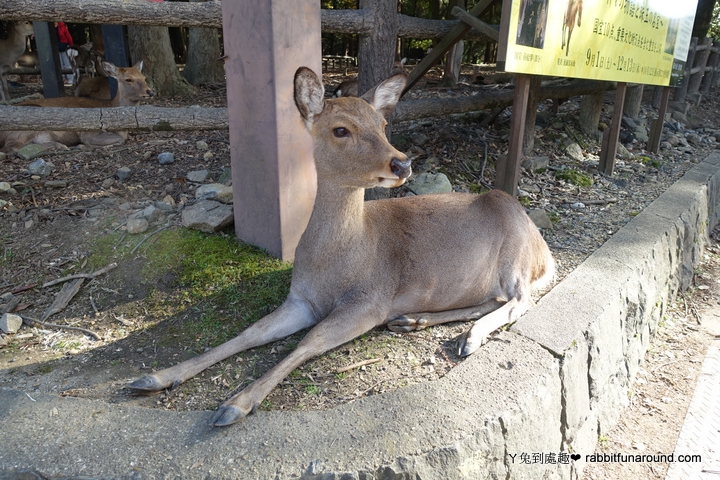 【日本】奈良一日遊。奈良公園餵小鹿 Nara Park