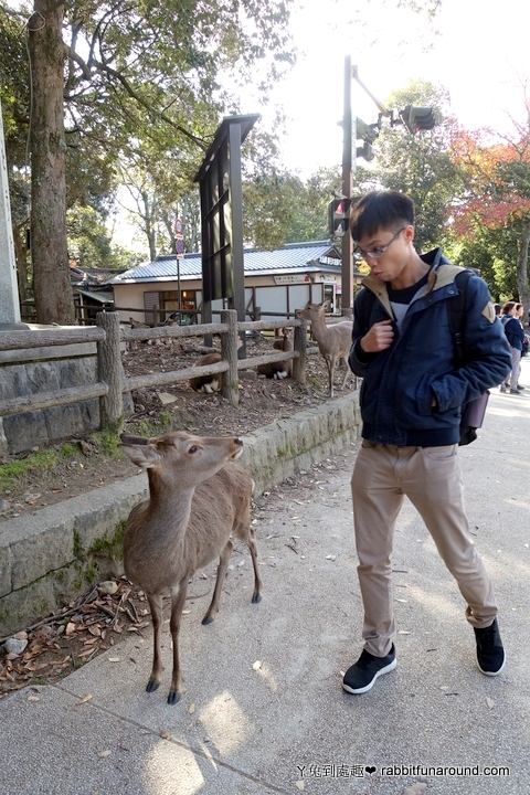 奈良公園餵小鹿