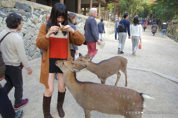 奈良公園餵小鹿