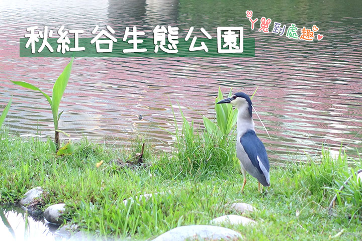 【台中景點】秋紅谷生態公園 Maple Garden。草坪、步道、生態池