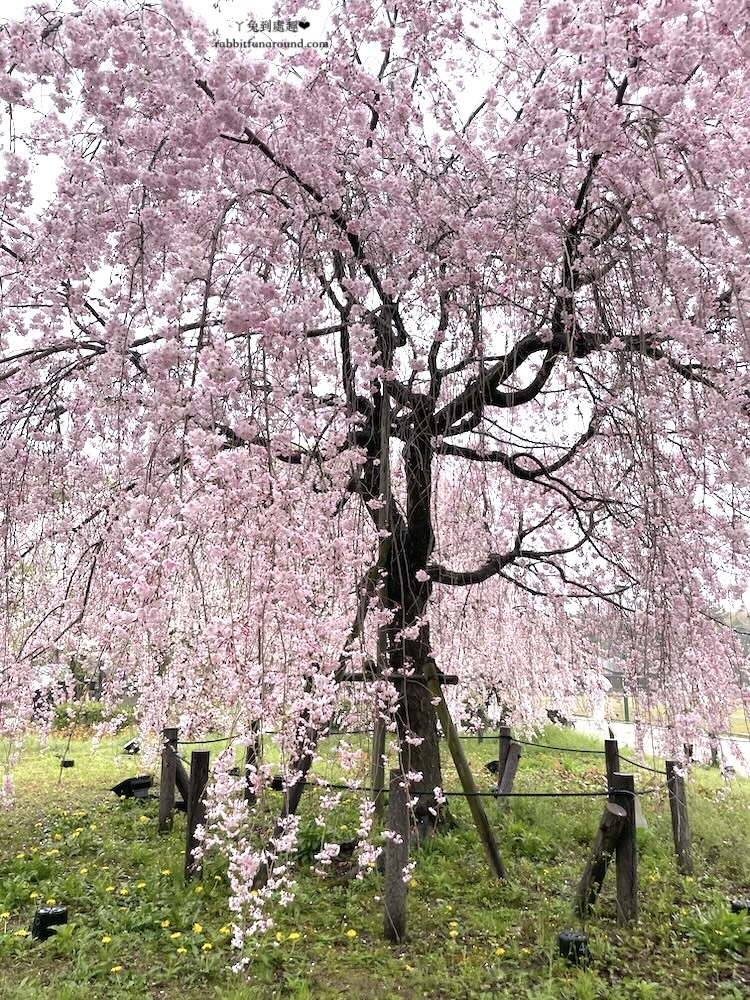 名古屋賞櫻景點 鶴舞公園