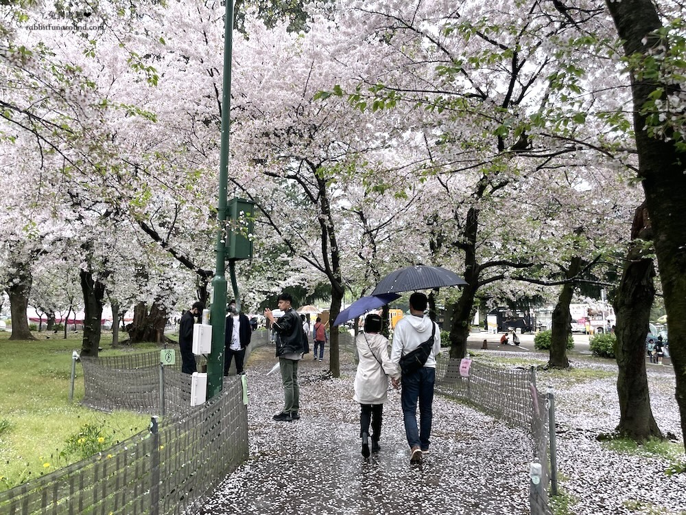 名古屋賞櫻景點 鶴舞公園