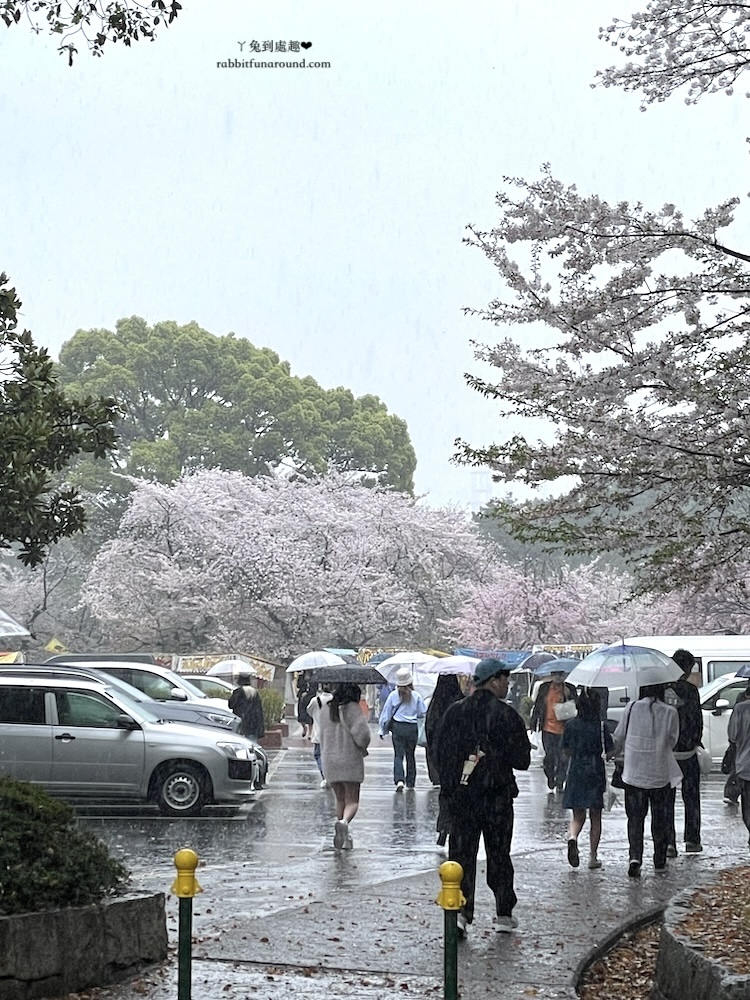 名古屋賞櫻景點 鶴舞公園