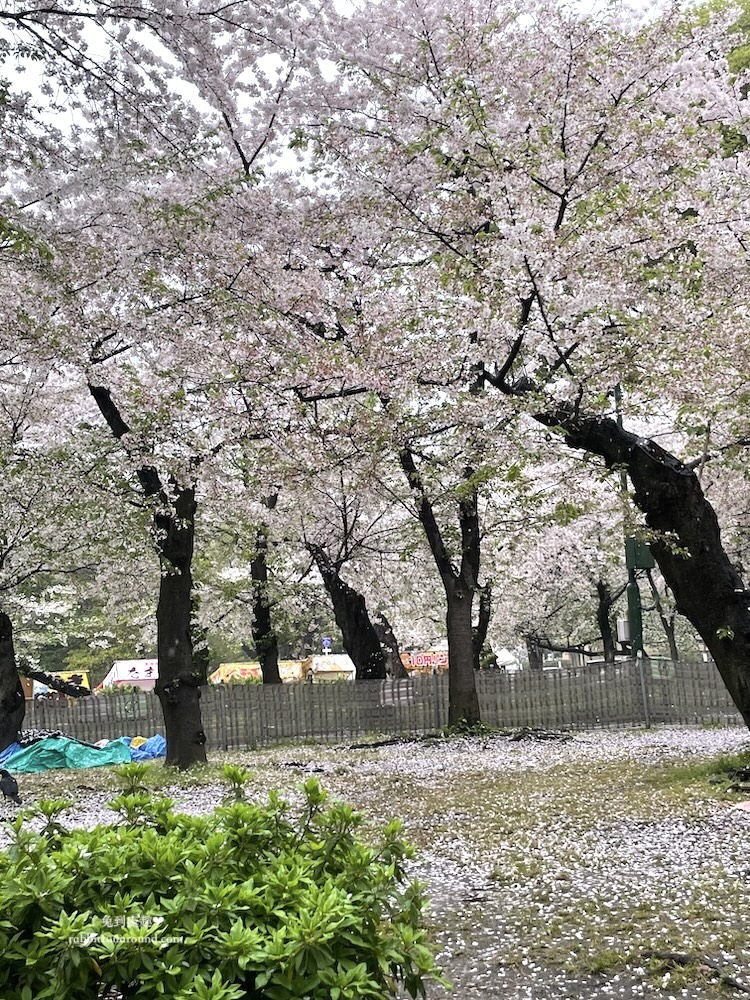 名古屋賞櫻景點 鶴舞公園