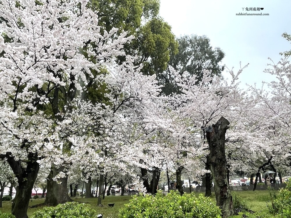 名古屋賞櫻景點 鶴舞公園