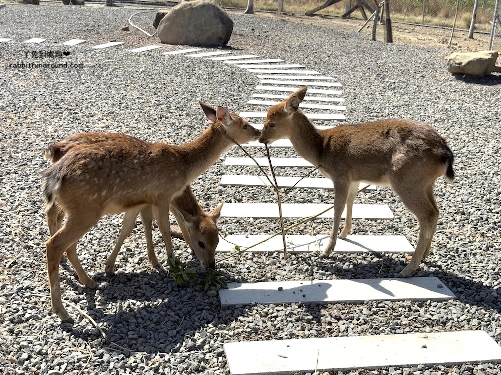 屏東親子景點：墾丁灰太狼生態教育園區