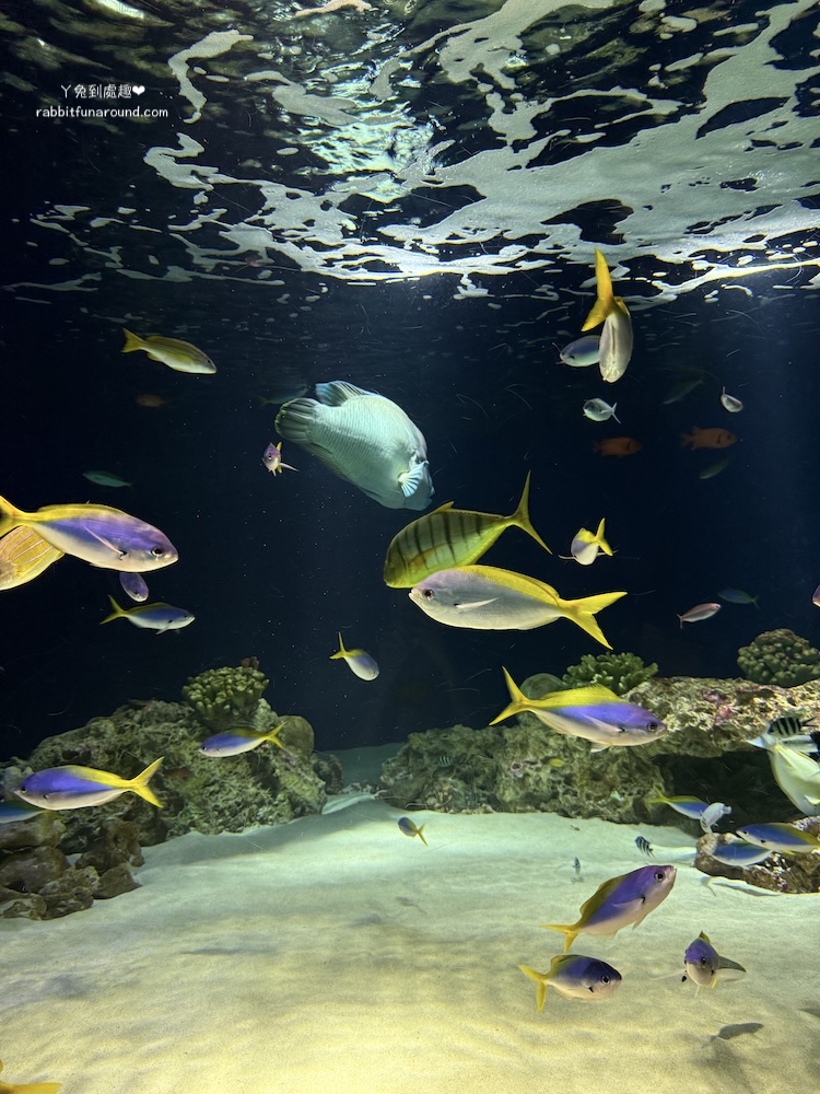福岡必去景點！海洋世界海之中道好玩嗎？整理交通、門票、海豚表演與館內重點，分享親子實際心得與參觀攻略，輕鬆安排福岡自由行行程。
